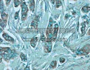 merck millipore,默克密理博,PC459,PhosphoDetect™ Anti-VEGFR 1 (Ab-2) (pTyr¹²¹³) Rabbit pAb