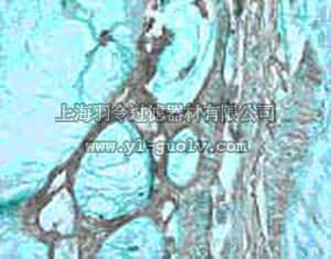 merck millipore,默克密理博,PC460,PhosphoDetect™ Anti-VEGFR2/3 (pAb-1) Rabbit pAb