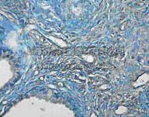 merck millipore,默克密理博,PC461,PhosphoDetect™ Anti-p53 (pSer¹⁵) (Ab-6) Rabbit pAb