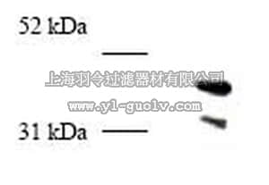merck millipore,默克密理博,PC474,Anti-PCNA (247-261) (Ab-5) Rabbit pAb