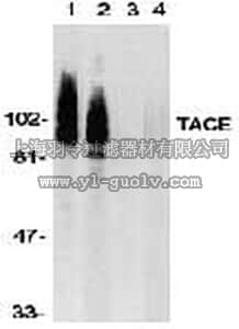 merck millipore,默克密理博,PC491,Anti-TACE (807 - 823) Rabbit pAb