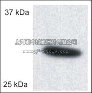 merck millipore,默克密理博,PC548,Anti-Porin (Ab-5) (185-197) Rabbit pAb