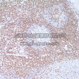merck millipore,默克密理博,PC630,Anti-CD3 Rabbit pAb