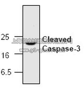 merck millipore,默克密理博,PC679,Anti-Caspase-3, Cleaved (Ab-2) Rabbit pAb