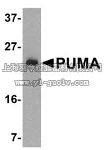 merck millipore,默克密理博,PC686,Anti-PUMA (Ab-1) (2-16) Rabbit pAb