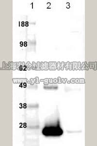 merck millipore,默克密理博,PC68,Anti-Bcl-2 (Ab-2) (20-34) Rabbit pAb