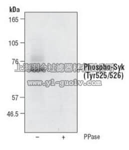 merck millipore,默克密理博,PK1010,PhosphoDetect™ Anti-Syk (pTyr525/526) Rabbit pAb