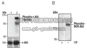 merck millipore,默克密理博,PK1013,PhosphoDetect™ Anti-c-Abl (pTyr²⁴⁵) Rabbit pAb
