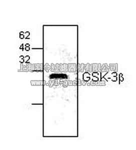merck millipore,默克密理博,PK1111,Anti-GSK-3β Rabbit pAb