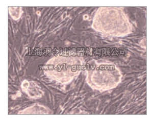 merck millipore,默克密理博,PMEF-NL,EmbryoMax Primary Mouse Embryo Fibroblasts, Neo Resistant, Not Mytomycin C treated, Strain FVB, passage 3