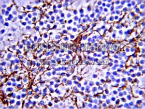 merck millipore,默克密理博,PP100,IgG1 Antibody, Mouse
