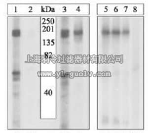 merck millipore,默克密理博,PS1013,PhosphoDetect™ Anti-VEGFR2 (pTyr1054/1059) Rabbit pAb