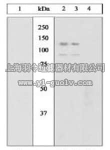 merck millipore,默克密理博,PS1014,PhosphoDetect™ Anti-JAK2 (pTyr1007/1008) Rabbit pAb