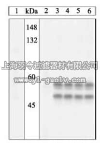 merck millipore,默克密理博,PS1019,PhosphoDetect™ Anti-JNK1/2 (pThr¹⁸³/Tyr¹⁸⁵) Rabbit pAb