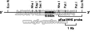 merck millipore,默克密理博,S1120,Fragile X CHEMI™ DNA Probe (digoxigenin-labeled)