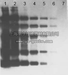 merck millipore,默克密理博,S7150,OxyBlot Protein Oxidation Detection Kit