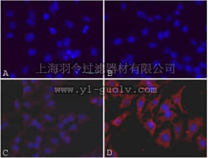 merck millipore,默克密理博,S7350,OxyICC™ Oxidized Protein Detection Kit