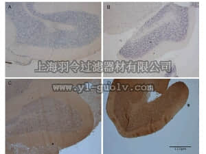 merck millipore,默克密理博,S7450,OxyIHC™ Oxidative Stress Detection Kit