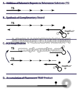merck millipore,默克密理博,S7710,TRAPEZE RT Telomerase Detection Kit