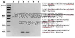 merck millipore,默克密理博,S8001M,CpGenome™ Human Methylated DNA Standard Set