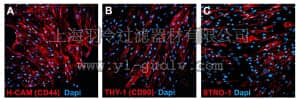 merck millipore,默克密理博,SCC034,Human Mesenchymal Stem Cells (Bone Marrow)