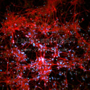 merck millipore,默克密理博,SCC035,Human iPSC Derived Neural Progenitors