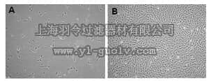 merck millipore,默克密理博,SCC038,Human Adipose Mesenchymal Stem Cells