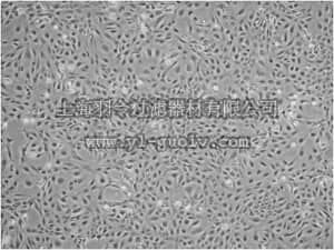 merck millipore,默克密理博,SCC064,LX-2 Human Hepatic Stellate Cell Line