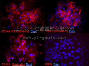 merck millipore,默克密理博,SCC066,Blood-Brain Barrier hCMEC/D3 Cell Line