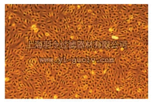 merck millipore,默克密理博,SCCE001,EndoGROTM Human Umbilical Vein Endothelial Cells (HUVEC)