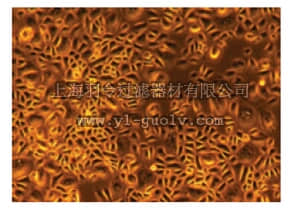 merck millipore,默克密理博,SCCE020,Human Epidermal Keratinocytes, Neonatal