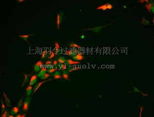 merck millipore,默克密理博,SCM110,Human ES/iPS Neural Induction Medium