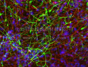 merck millipore,默克密理博,SCM111,Human ES/iPS Neuronal Differentiation Medium