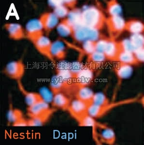 merck millipore,默克密理博,SCR019,Neural Stem Cell Marker Characterization Kit