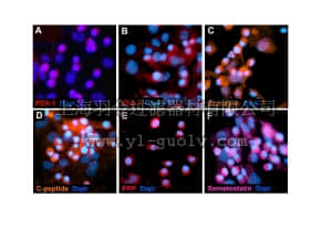 merck millipore,默克密理博,SCR045,Pancreatic Islet Cell Characterization Kit
