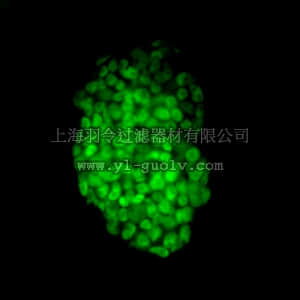 merck millipore,默克密理博,SCR077,Fluorescent Mouse ES/iPS Cell Characterization Kit