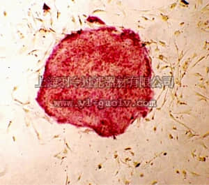 merck millipore,默克密理博,SCR078,Fluorescent Human ES/iPS Cell Characterization Kit