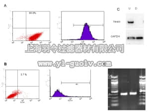 merck millipore,默克密理博,SCR096,MilliTrace™ CX Nestin GFP Reporter Human Neural Stem Cell Kit