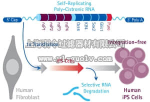 merck millipore,默克密理博,SCR550,Simplicon™ RNA Reprogramming Kit