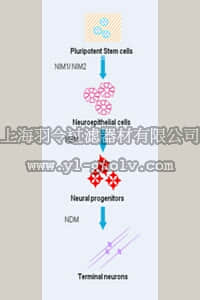 merck millipore,默克密理博,SCR603,Human ES/iPS Neurogenesis Kit