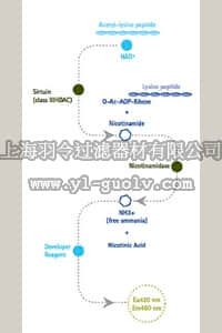 merck millipore,默克密理博,17-10090,SIRTainty™ Class III HDAC Assay