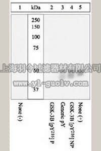 merck millipore,默克密理博,ST1013,PhosphoDetect™ Anti-GSK-3α/β (pTyr279/216) Rabbit pAb