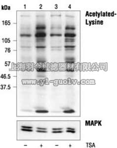 merck millipore,默克密理博,ST1027,Anti-Acetylated Lysine Rabbit pAb