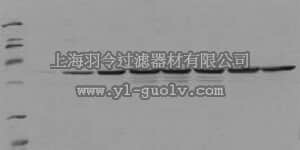merck millipore,默克密理博,ST1029,PhosphoDetect™ Anti-Fos (pSer³⁷⁴) Mouse mAb (34E4)