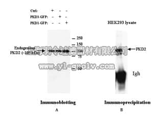 merck millipore,默克密理博,ST1042,Anti-PKD2 Rabbit pAb