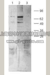 merck millipore,默克密理博,ST1069,PhosphoDetect™ Anti-Paxillin (pSer¹⁷⁸) Rabbit pAb