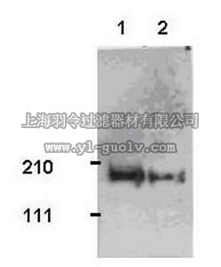 merck millipore,默克密理博,ST1070,Anti-Tiam1 Rabbit pAb