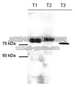 merck millipore,默克密理博,ST1098,Anti-PAN TORC (1-42) Rabbit pAb