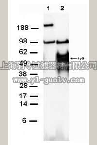 merck millipore,默克密理博,ST1102,Anti-Kpnβ₁ Rabbit pAb