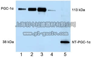 merck millipore,默克密理博,ST1202,Anti-PGC-1α Mouse mAb (4C1.3)